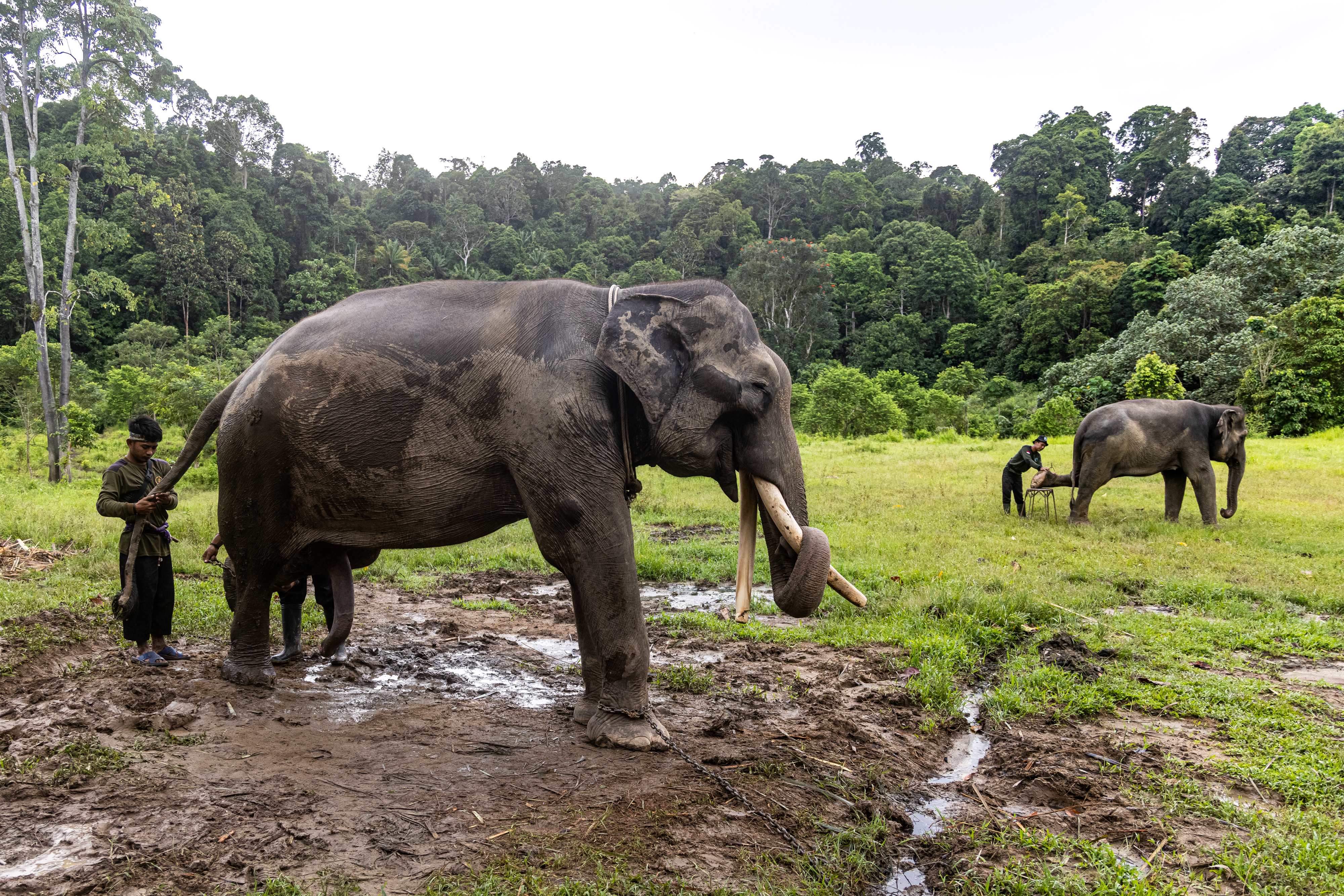 Transformasi Pengelolaan Kawasan Ekosistem Esensial di Kabupaten Tebo, Jambi: Keharmonisan Manusia, Alam, dan Gajah Sumatera